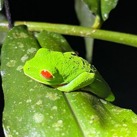 The Frog House Apartment La Fortuna Luaran gambar