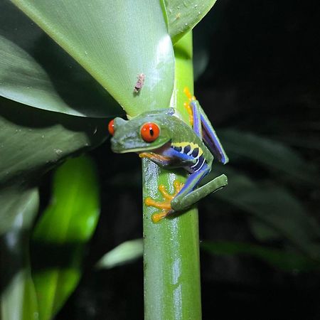 The Frog House Apartment La Fortuna Luaran gambar