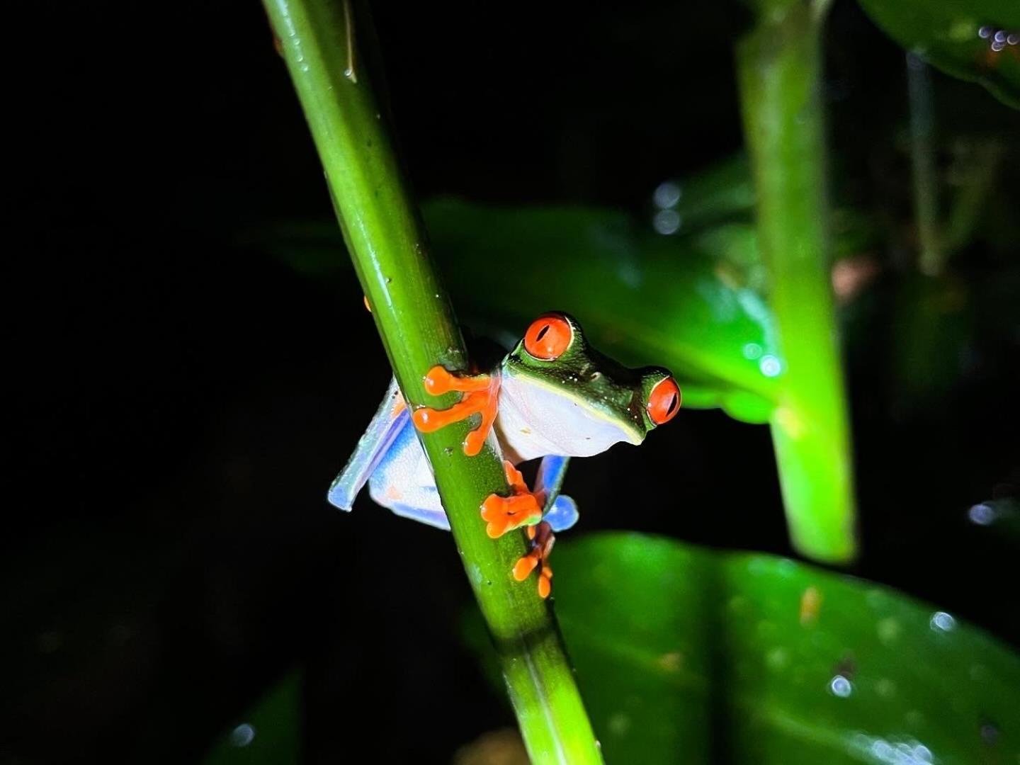 The Frog House Apartment La Fortuna Luaran gambar